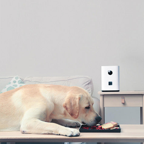 Pawbby Camera & Treat Cam